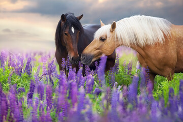 Cremello and bay horse in flowers