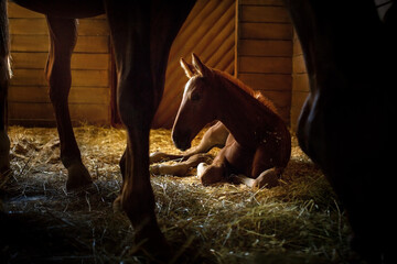 Foal rest in stall - 497154759