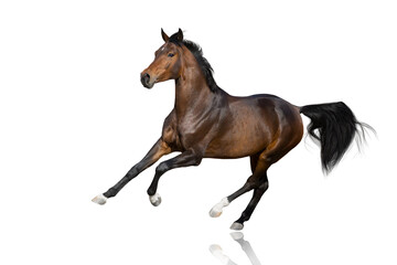  Bay Horse run gallop isolated on white background - obrazy, fototapety, plakaty