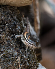 lizard on a rock