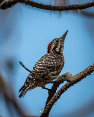 Ladder-backed woodpecker on a branch