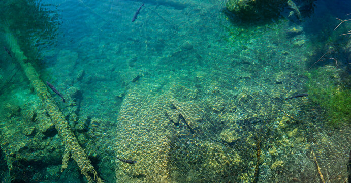 saiblings in a lake with green and blue water