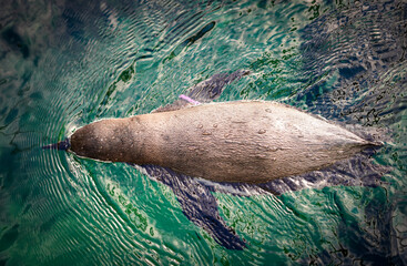 island sea lion