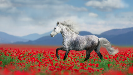 White horse free run gallop in red poppy flowers - 497155347