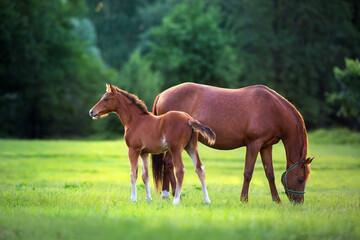 horse and foal - 497155768