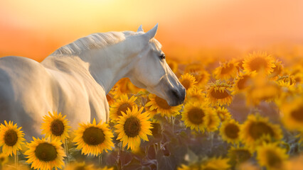 white horse in the field - obrazy, fototapety, plakaty
