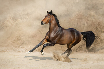 Fototapeta premium Horse free run gallop in desert storm