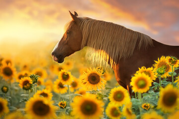 Red stallion portrait in sunflowers in sunset light