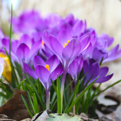 Beautiful spring flowers. Wild crocuses in the forest. Holiday background. Fresh natural beautiful flowers.