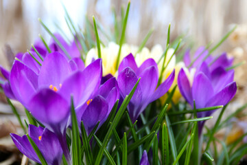Beautiful spring flowers. Wild crocuses in the forest. Holiday background. Fresh natural beautiful flowers.