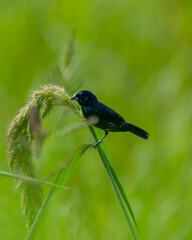 Bird on a branch