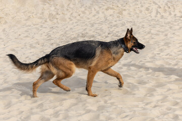 German Shepherd dog from a profile: The dog is walking on the sand at the beach.