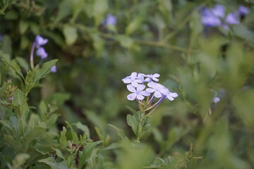Photos of nature, birds, a lit gas tiki torch, and diy paper lanterns on water taken at the Jacksonville Zoo and Gardens