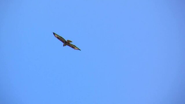 Fliegender M&auml;usebussard vor blauem Himmel