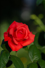 red rose with dewdrops ,