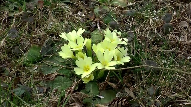 Gelbe Primeln, die ersten Fr&uuml;hlingsboten (Kamerazoomfahrt)