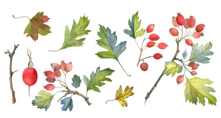 Twigs, leaves and red berries hawthorn in watercolor