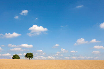 Fototapeta na wymiar Getreidefeld, Wolkenhimmel und Walnussbäume