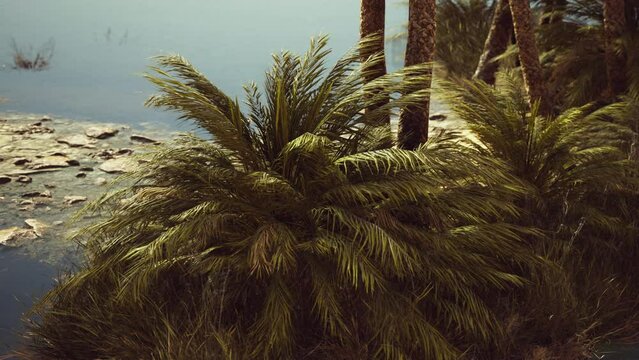 pond and palm trees in desert oasis