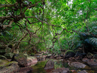 西表島のジャングル