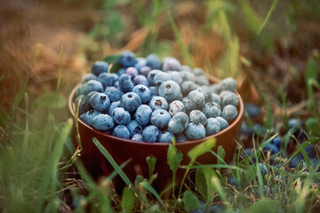 A clay bowl with fresh bilberry (Vaccinium myrtillus) on the green grass outdoors. Fresh garden bilberries.