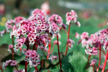 Bergenia blossoms close up. Nature floral background. Pink and white badan flowers in spring. Seasonal wallpaper