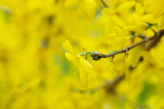 Forsythia petals close up. Blooming Easter tree in the garden. Spring yellow floral wallpaper. Golden flowers of forsythia bush