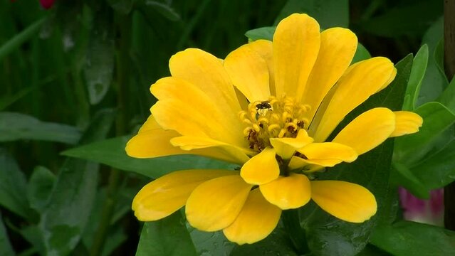 Gelbe Zinnienbl&uuml;te in Gro&szlig;aufnahme und eine bewegungslose Fliege  (Kamerazoomfahrt)