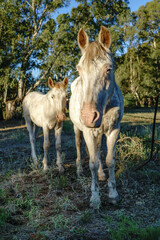 mare with her foal seen from the front. portrait format