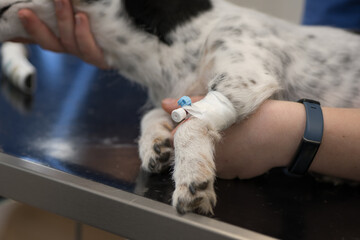 little sick jack russell terrier dog at the vet. Veterinarian prepares the dog for surgery and...