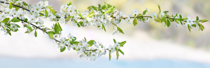 White blossom spring branches web banner