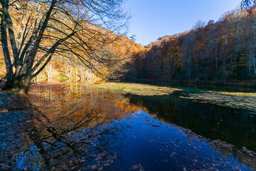 Beautiful fall scene in the forest: Autumn nature reflection. Vivid morning in colorful park with branches of trees. sunlight and colorful leaves. 