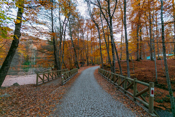 Picnic site with many benches in oak forest in Yedigoller National Park, Bolu Turkey. Empty picnic tables with autumn leaves, multiple colors