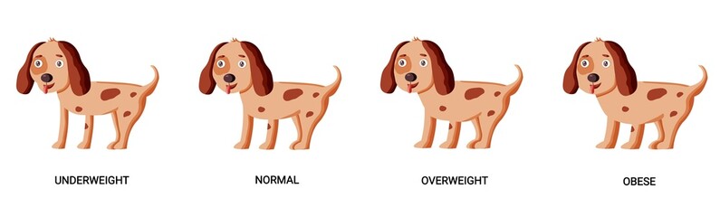 Dog body condition chart in cartoon style. Vector veterinary illustration - obrazy, fototapety, plakaty