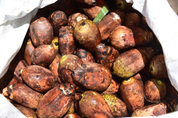 Coquinho 