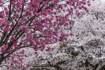 Japan cherry blossoms in a beautiful park