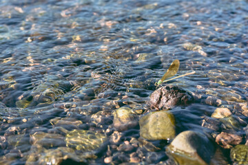 dragonfly in shallow river