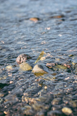 dragonfly in shallow river