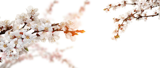 Beautiful blooming branches on white background. Hello spring
