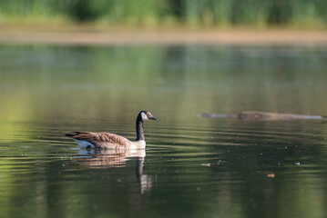 Canada goose swimming in the lake