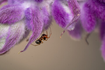 small spider crawling on a fuzzy purple flower