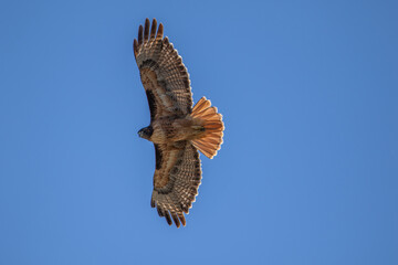 Red tailed hawk soaring in the sky 
