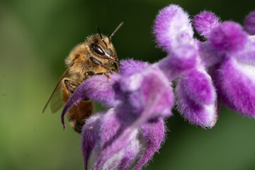 Honey bee on a purple fuzzy flower