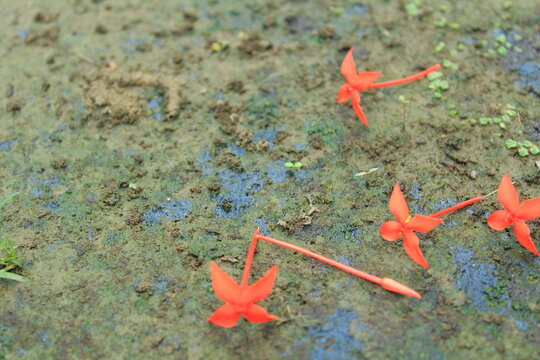 mossy soil blured background with red little flowers