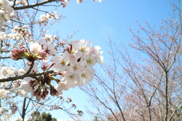桜の花とつぼみ