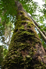 Fototapeta premium The Samajaya Stutong Forest Park Nature Reserve at Borneo Island, Sarawak