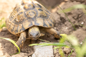 Grichchin's tortoise outside in the green. Latin name - testudo hermanni