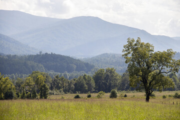 Obraz premium Summer in the Smokies
