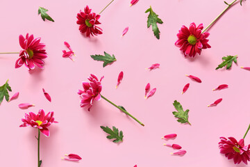 Fototapeta na wymiar Fresh chrysanthemum flowers on pink background