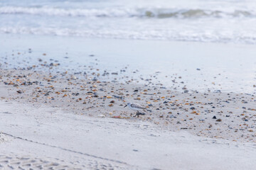 Plover, small wading bird in the sand on the beach
